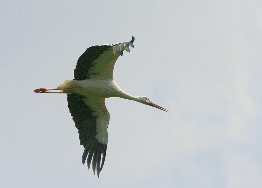IMG_7975.jpg