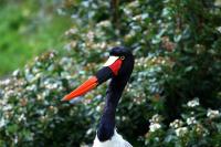 IMG_5258-1.jpg