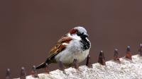 IMG_8384-1.jpg