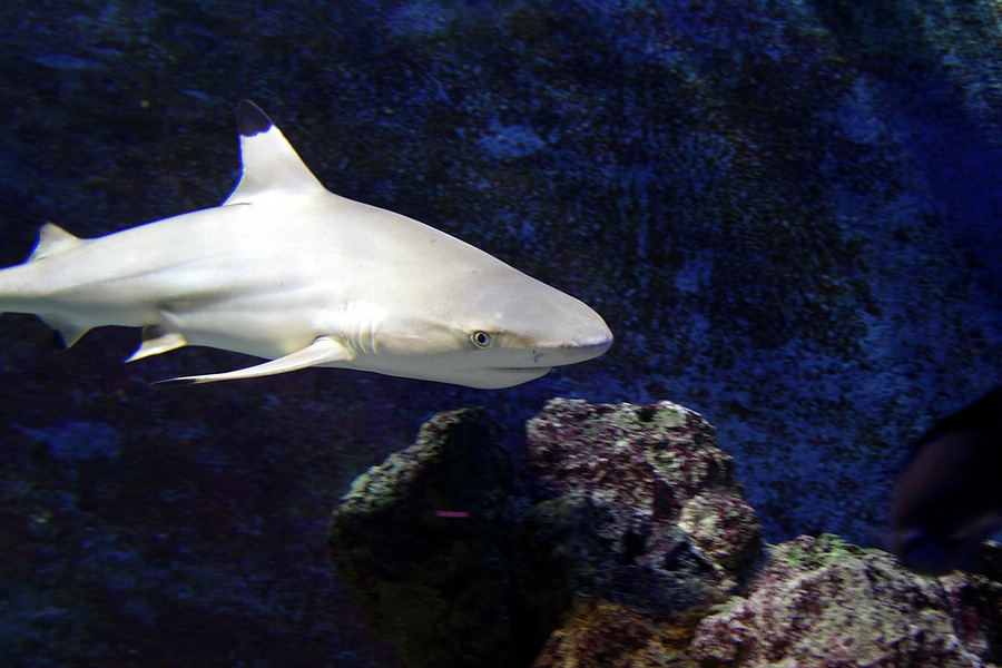 IMG_8821-1.jpg