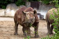 CZ- Zoo Dvur Kralove