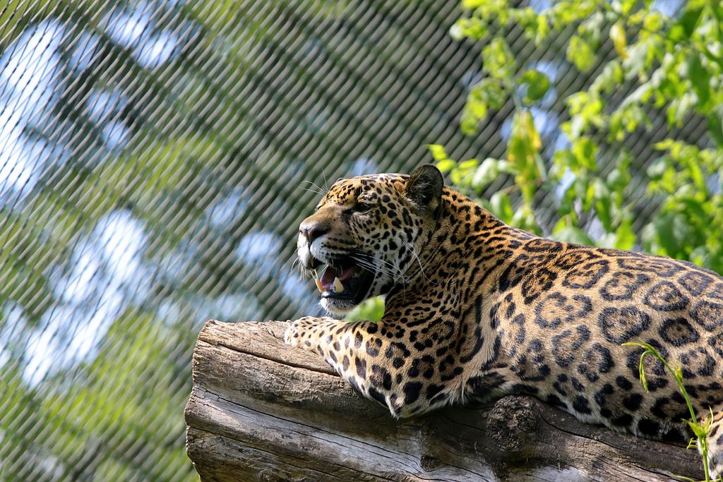 IMG_4999-11.jpg