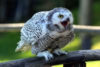 Fotos aus dem Adler und Wolfspark Kasselburg