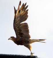 IMG_0208-11.jpg