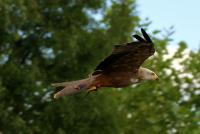 IMG_0338-11.jpg