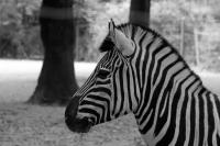 IMG_4924-11.jpg