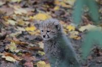 IMG_9600-11.jpg