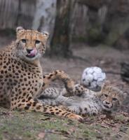 Krefelder Zoo Februar 2010