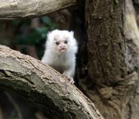 Krefelder Zoo April 2010