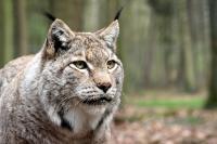 Fotos vom Biotopwildpark Anholter Schweiz