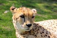 Fotos vom Naturtierpark Stroehen