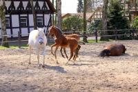 IMG_3959-11.jpg
