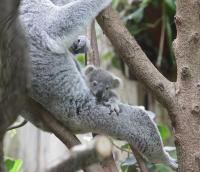 Duisburger Zoo Mai 2010