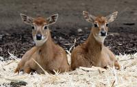 Krefelder Zoo Mai 2010