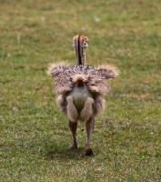 Krefelder Zoo Juni 2010