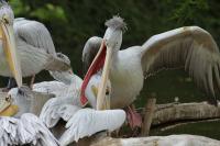 Duisburger Zoo Juni 2010