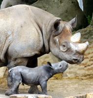 Krefelder Zoo Juli 2010