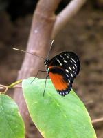 DSCF0287-11.jpg