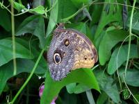 DSCF0294-11.jpg