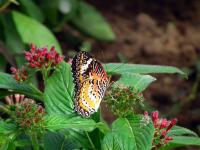 DSCF0306-11.jpg