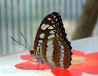 DSCF0315-11.jpg
