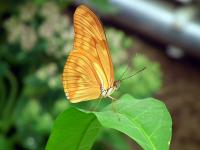 DSCF0317-11.jpg
