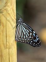 IMG_8470-11.jpg