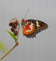 IMG_8713-11.jpg