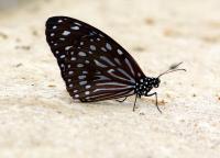 IMG_8742-11.jpg