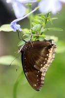 IMG_8773-11.jpg