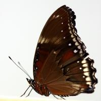 IMG_8801-11.jpg