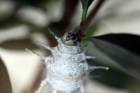 IMG_8804-11.jpg