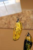 IMG_8811-11.jpg