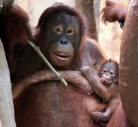 Krefelder Zoo August 2010