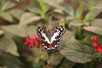 IMG_0471-11.jpg