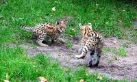 IMG_4351-11.jpg