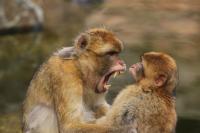 Apenheul September 2010