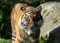 Krefelder Zoo Oktober 2010