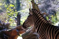 IMG_79451.jpg