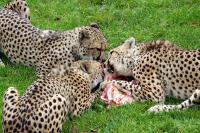 Gaiapark November 2010