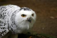 Krefelder Zoo November 2010