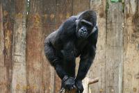 gorilla-1.jpg