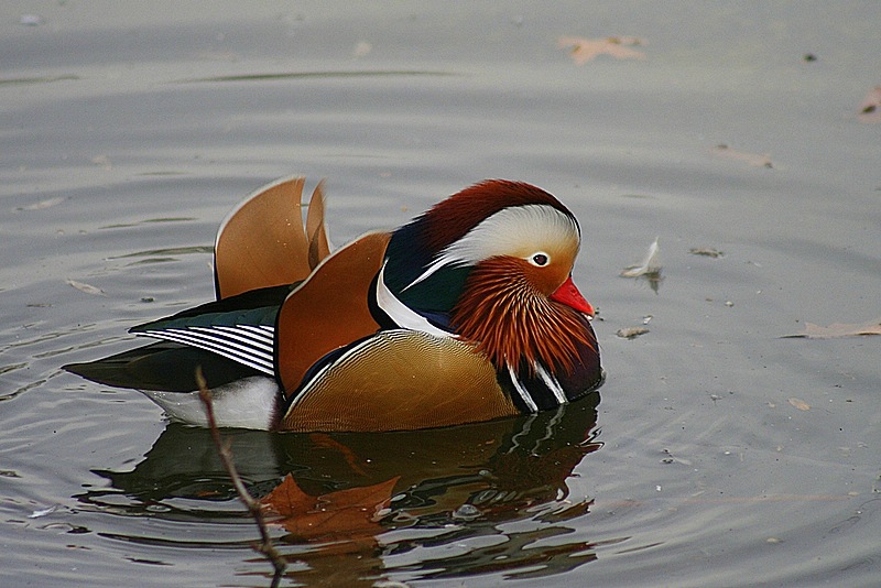 Kr_0207ente-1.jpg