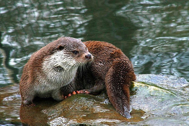 Kr_0207fischotter-1.jpg