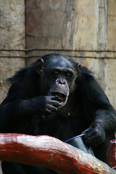 schimpanse240207.jpg