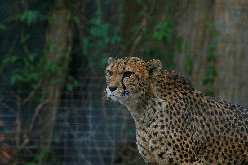 gepard240207.jpg