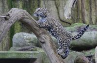 IMG_7158-11.jpg