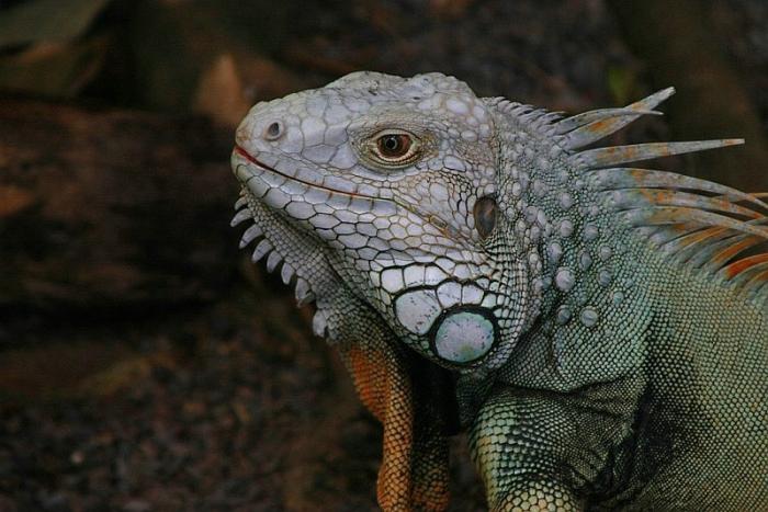 leguan1_120307.jpg