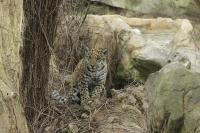 IMG_8290-11.jpg