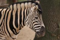 IMG_8441-11.jpg
